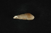 藏品(錐蜷)的圖片